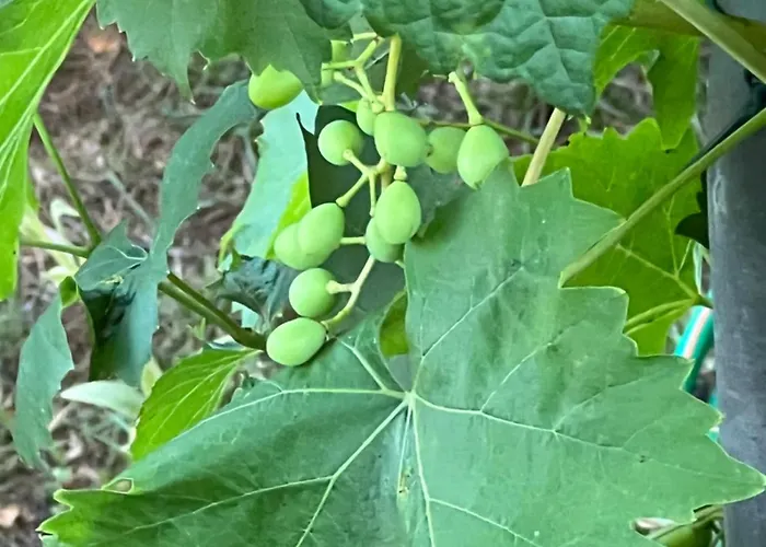 Nyaraló Haus Marta *