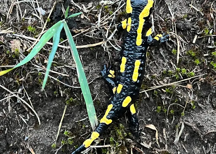 Haus Marta * Elmstein