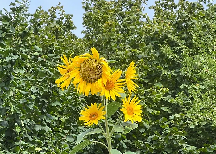 Haus Marta Nyaraló Elmstein